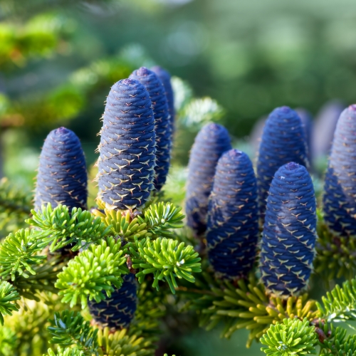 Outdoor plants