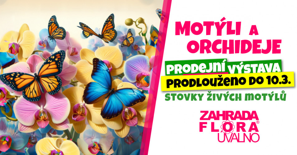 Motýli a orchideje - prodejní výstava PRODLOUŽENO DO 10.3.