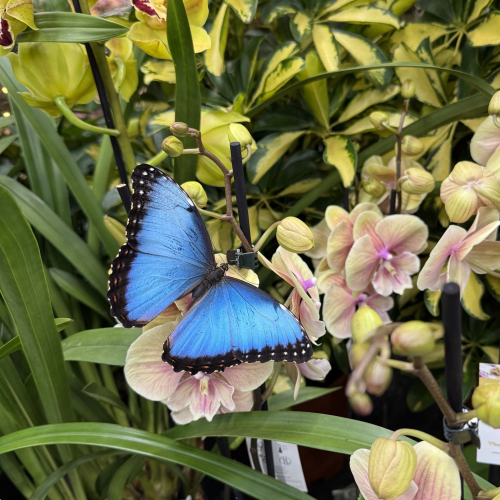 Motýli a orchideje - prodejní výstava