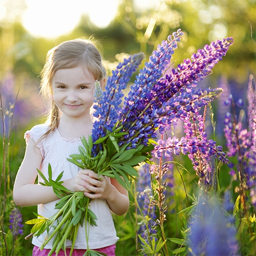 Perennial and rock plants