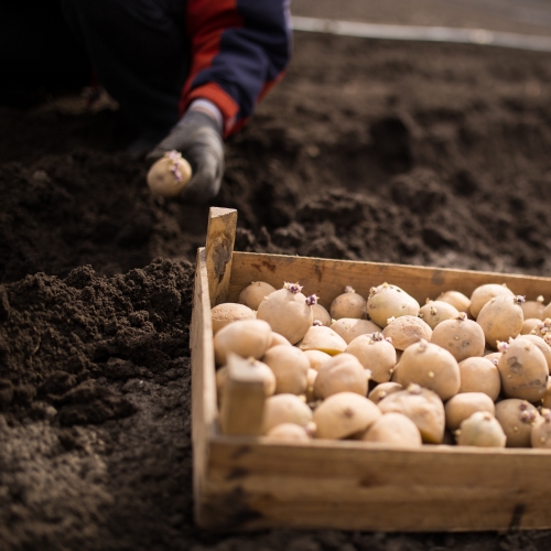 Potato seeds