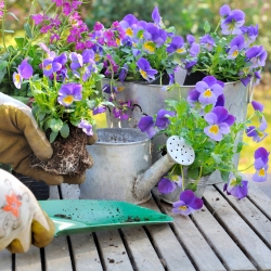 Container arrangements