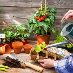 Vegetable seedlings