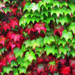 Climbing plants