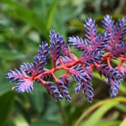 Indoor flowers