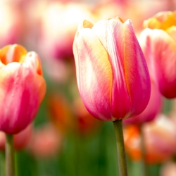 Spring and autumn bulbous plants