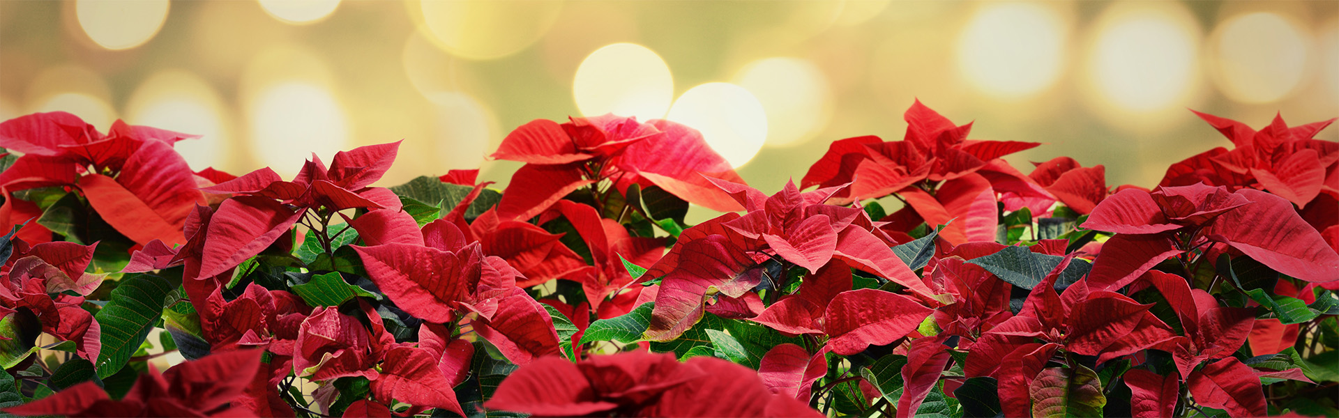 <p data-aos=fade-up style="text-align:center"><strong>Vánoční hvězda - Poinsettia</strong></p>

<p data-aos=fade-up style="text-align:center">Nesmí na svátečním stole chybět</p>
