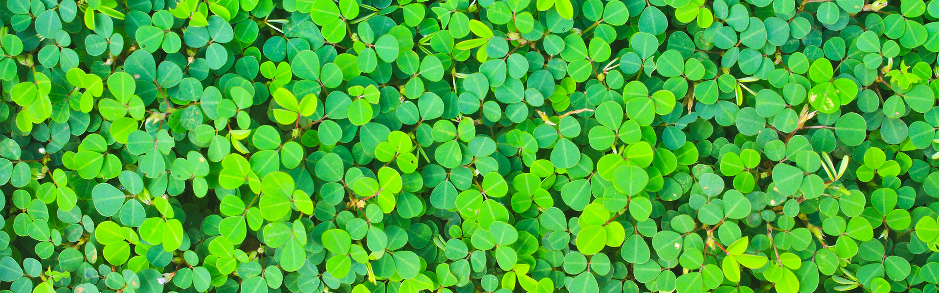 <p data-aos=fade-up style="text-align:center;"><strong>Přejeme Vám mnoho štěstí</strong></p><p data-aos=fade-up style="text-align:center;"><strong>a pevné zdraví v novém roce</strong></p>